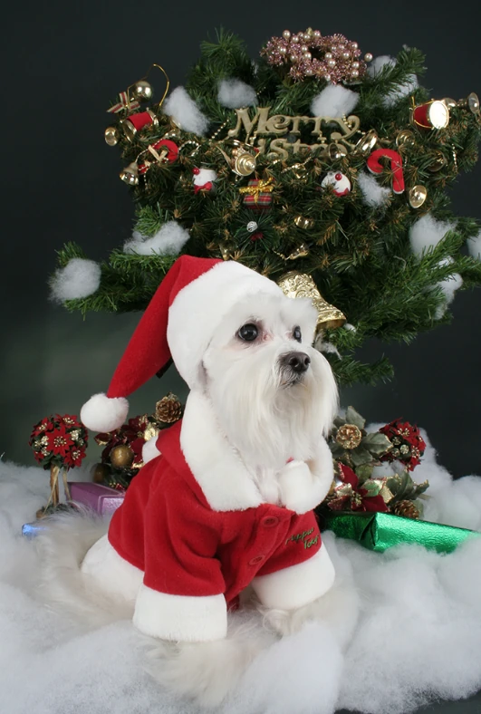 PUPPIA Santa's Hat Polarlı Köpek Kıyafeti