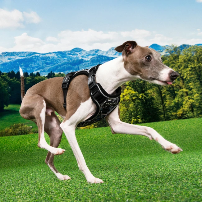 PUPPIA Cynthia Ayarlanabilir Göğüs Tasması