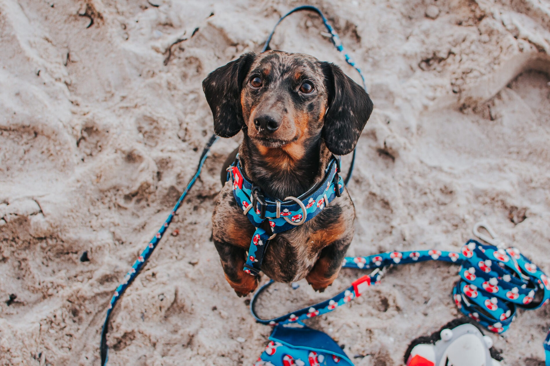 Max Molly Köpek Balıklı Köpek Gezdirme Kayışı