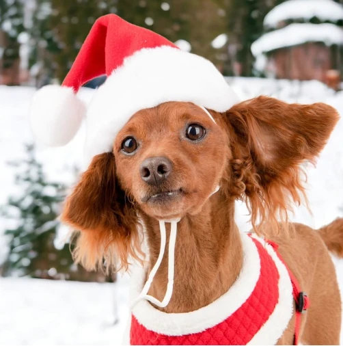 PUPPIA Santa's Hat Polarlı Köpek Kıyafeti