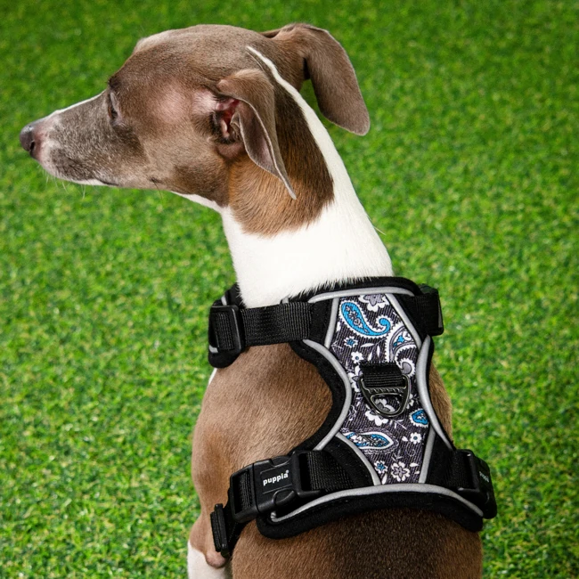 PUPPIA Cynthia Ayarlanabilir Göğüs Tasması