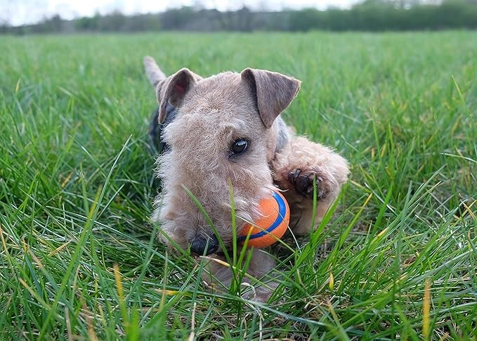 Chuckit! Ultra Ball Köpek Oyuncak Topu