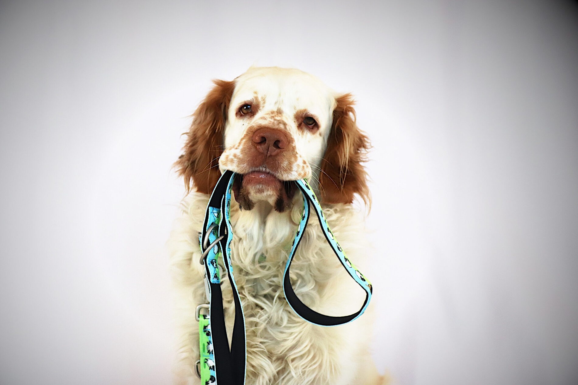 Max Molly Koyunlu Köpek Gezdirme Kayışı