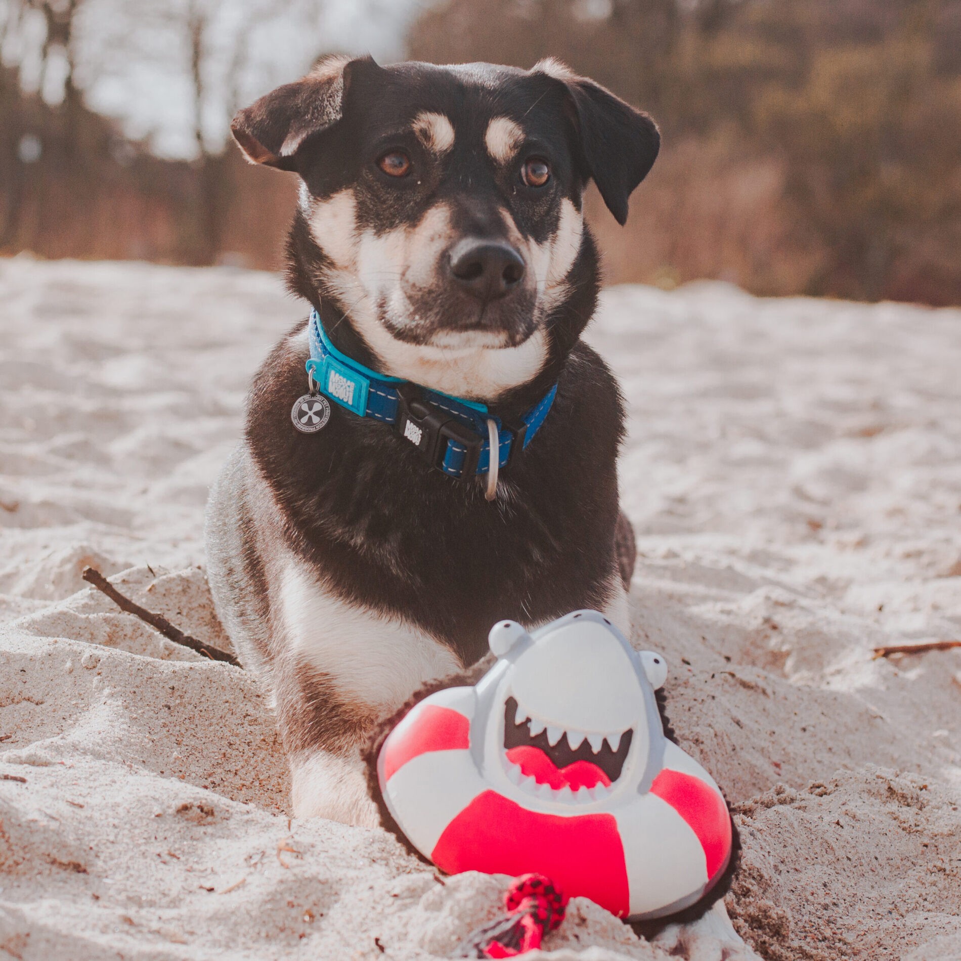 Max Molly Snuggles Toy Frenzy the Shark 15cm