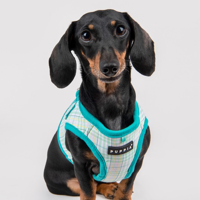 PUPPIA Luke Harness Aqua Pawa Köpek Gögüs Tasması