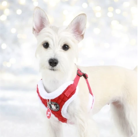 PUPPIA Blitzen Ayarlanabilir Polarlı Göğüs Tasması