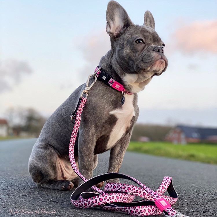 Max Molly Leopar Köpek Gezdirme Kayışı