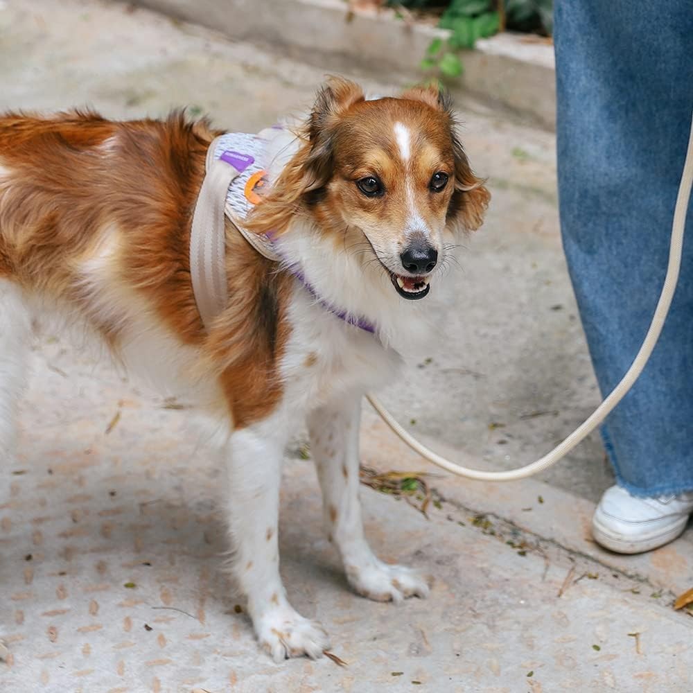 Zee.Dog ACG FlyHarness Kahve-Mor Göğüs Tasması