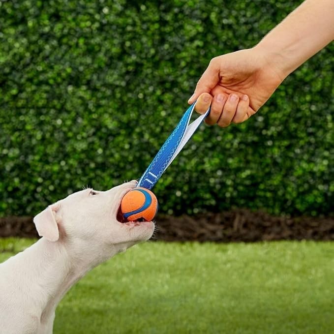 Chuckit! Ultra Tug Köpek Çekiştirmeli Oyun Topu