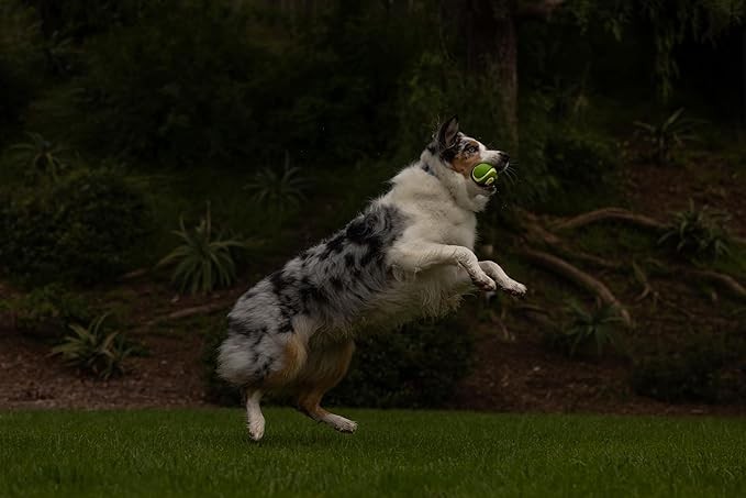 Chuckit! Max Glow Squeaker Gece Parlayan Sesli Köpek Oyun Topu