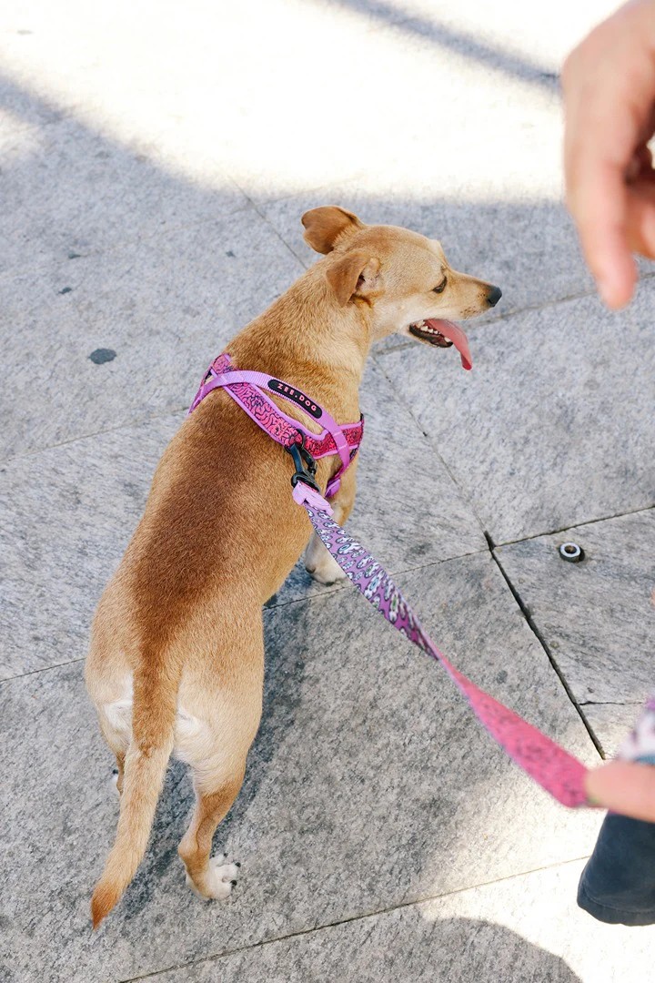Zee Dog Lords Of Zee.Town Brain Softer Walk Göğüs Tasması L
