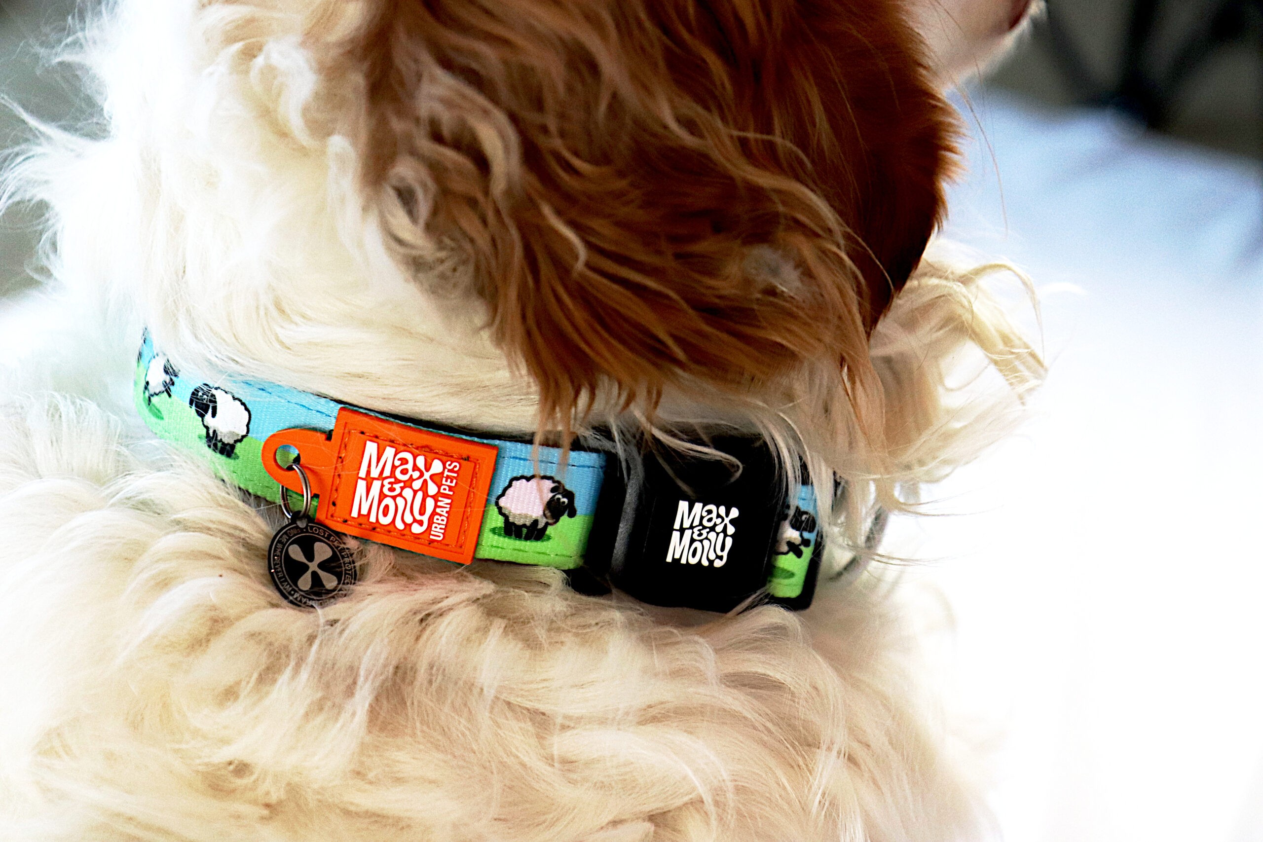 Max Molly Koyunlu Köpek Boyun Tasması