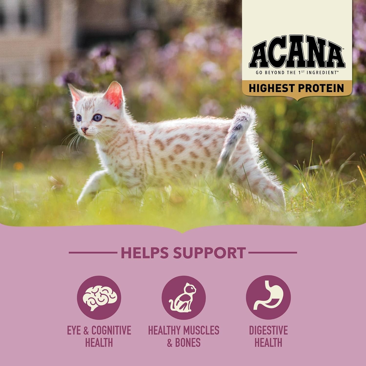 Acana Highest Protein Kitten 1.8 kg Yavru Kedi Maması