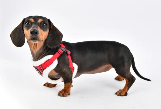 PUPPIA Blitzen Ayarlanabilir Polarlı Göğüs Tasması