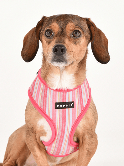 PUPPIA Theros Harness Pınk Paya Köpek Gögüs Tasması