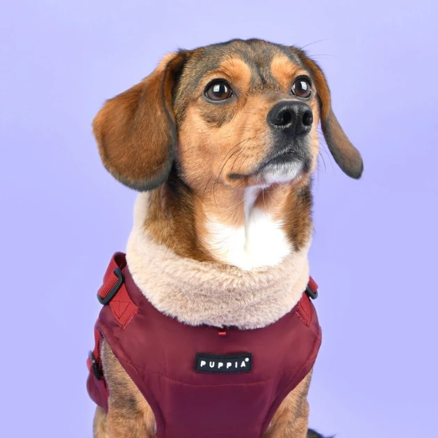 PUPPIA Donavan Polarlı Köpek Kıyafeti