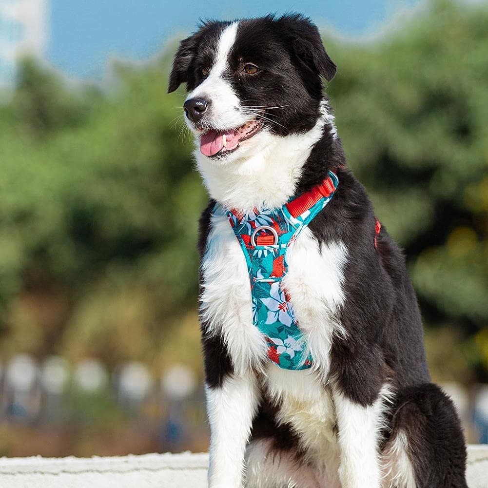 True Love Mavi Kamuflajlı Köpek Gögüs Tasması