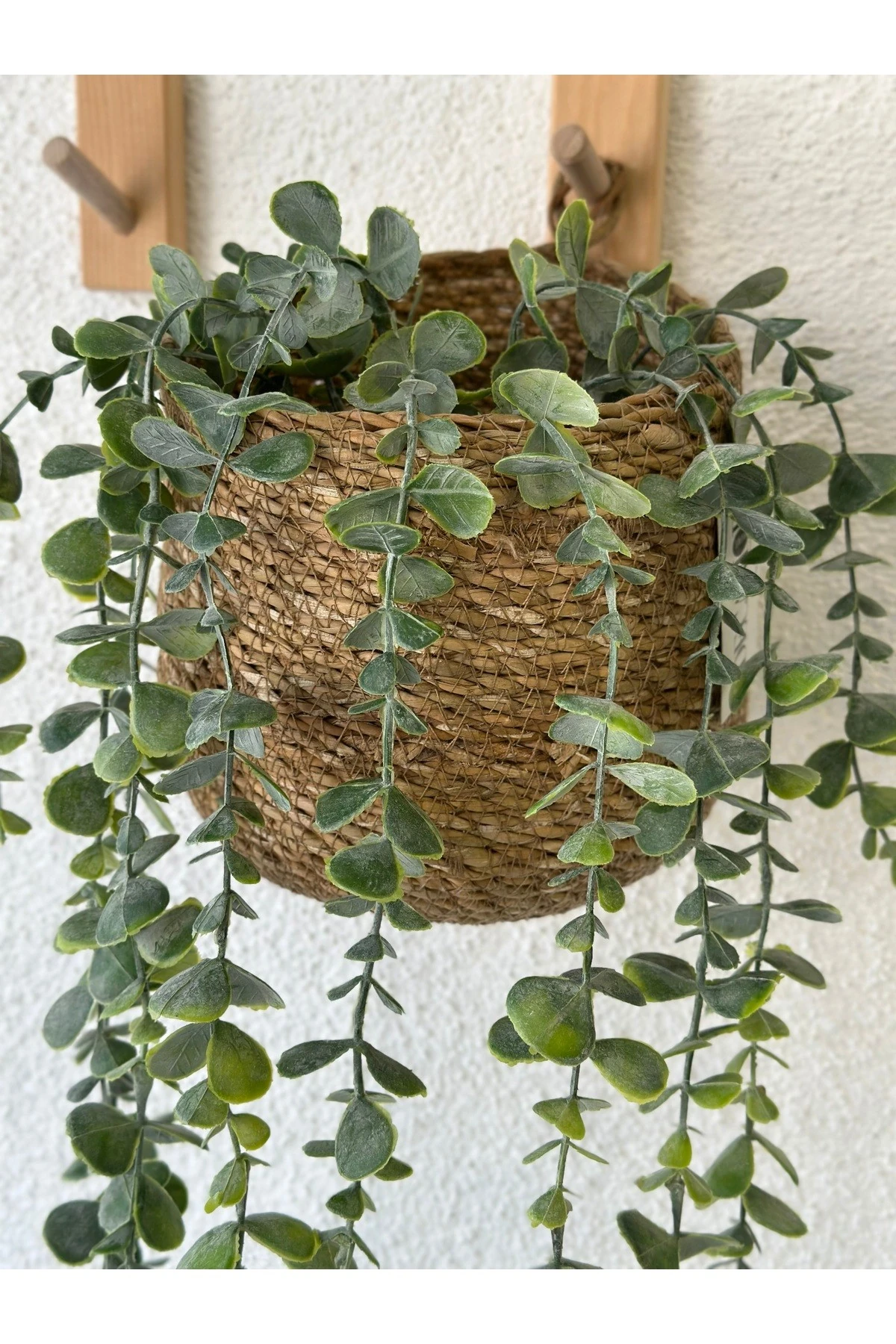 1. Kalite Sarkan Okaliptus Yeşillik Duvar Çiçeği Sarmaşık 100 Cm