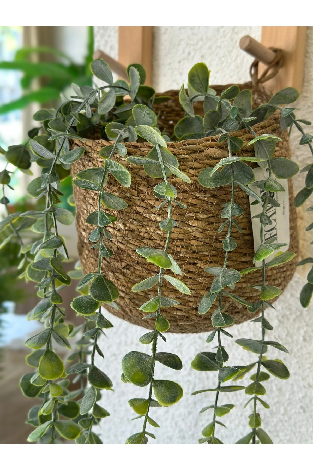 1. Kalite Sarkan Okaliptus Yeşillik Duvar Çiçeği Sarmaşık 100 Cm