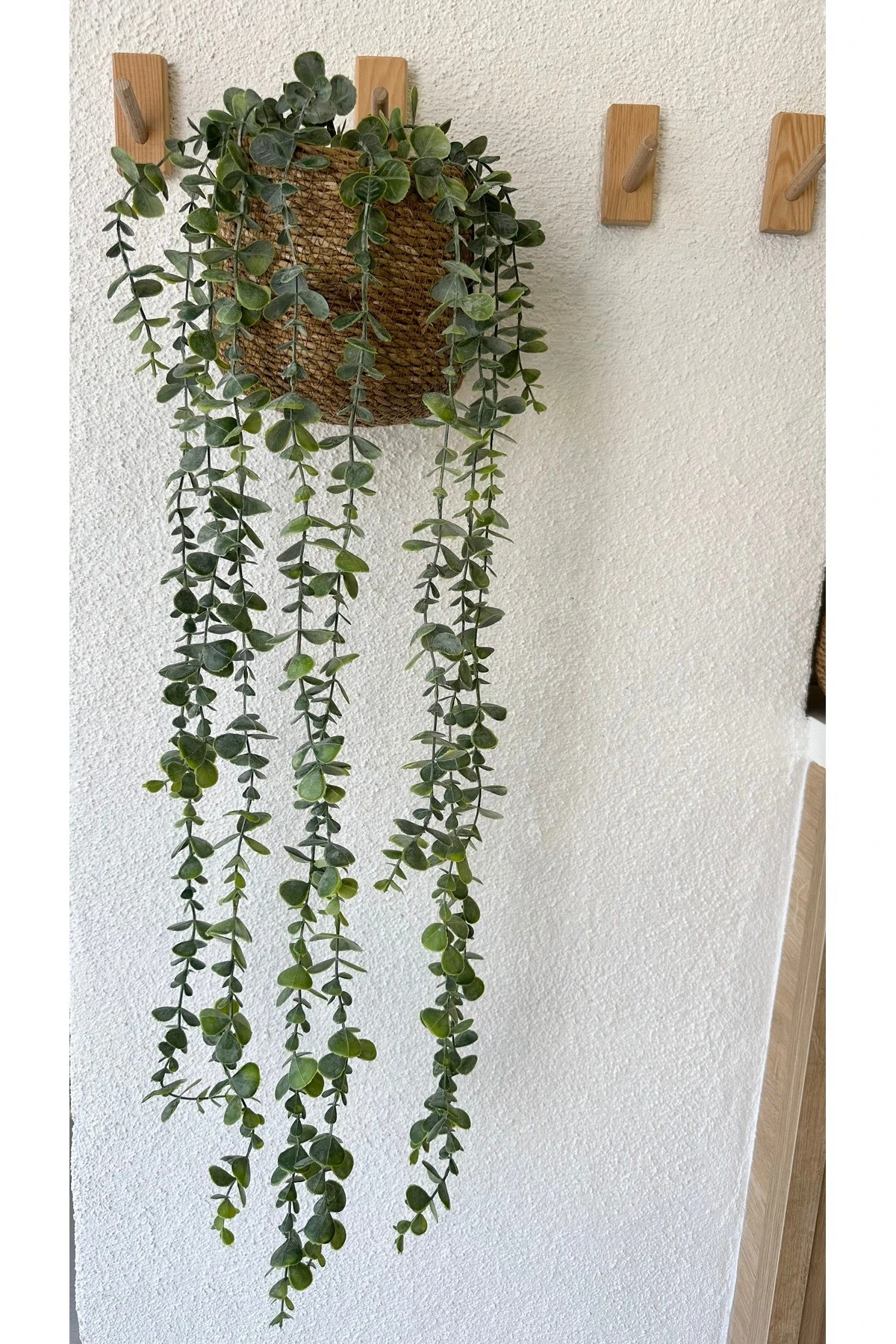 1. Kalite Sarkan Okaliptus Yeşillik Duvar Çiçeği Sarmaşık 100 Cm