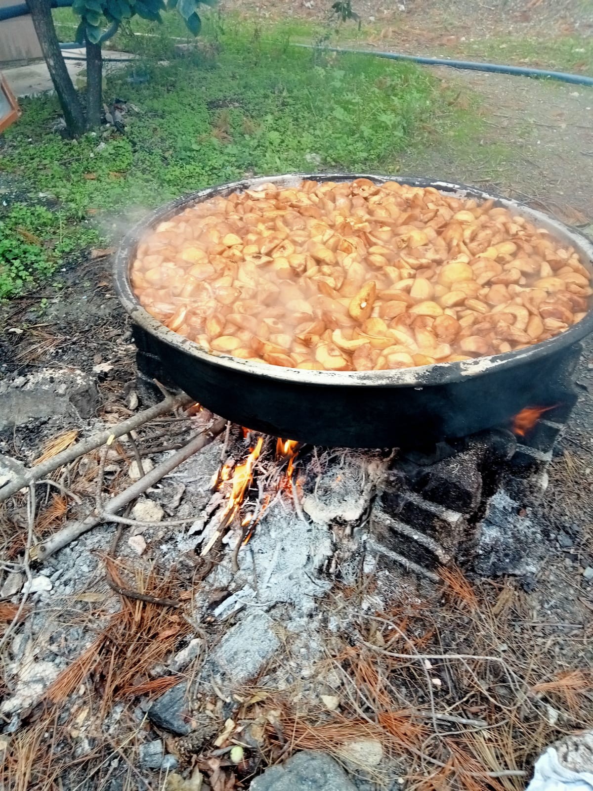 AYVA TATLISI