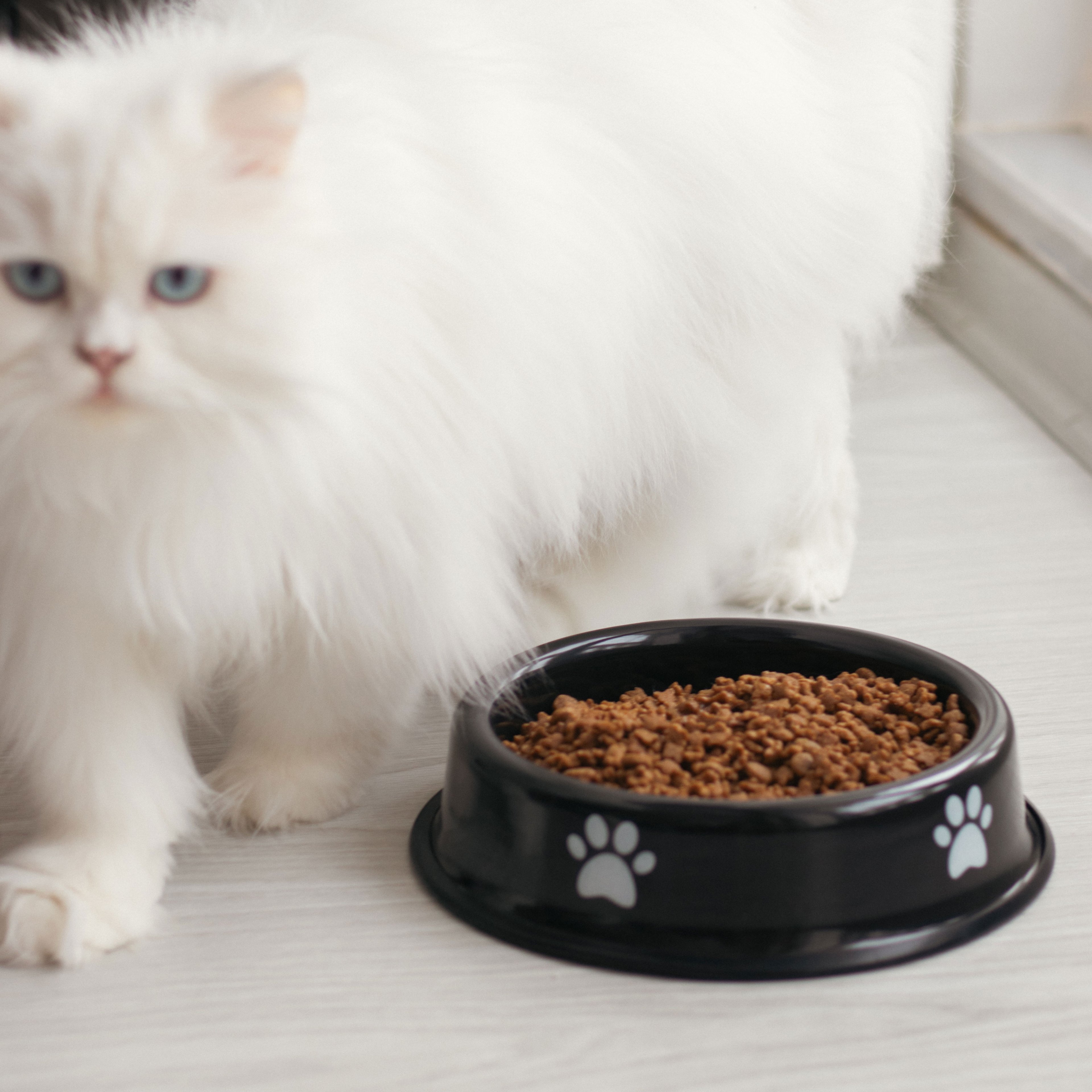 Emaylab Kedi/Köpek Emaye Mama Kabı Pati Desen - Night