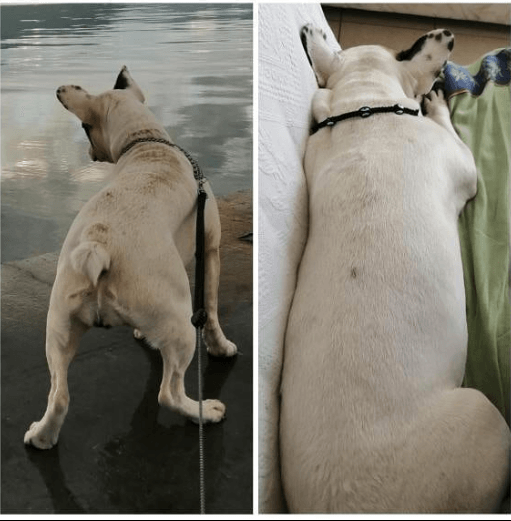 KÖPEK MANTAR TEDAVİ SETİ/ KÜÇÜK IRK