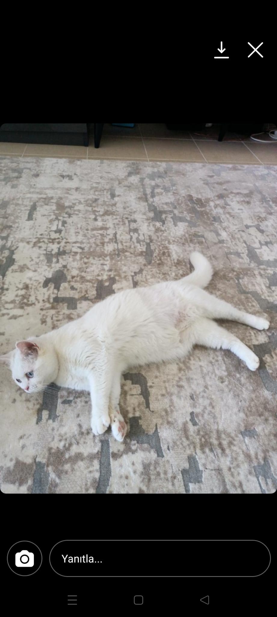 KEDİ MANTAR TEDAVİ SETİ