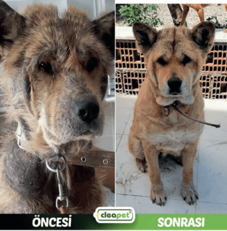 UYUZ TEDAVİ SETİ KÖPEK