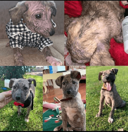 UYUZ TEDAVİ SETİ KÖPEK