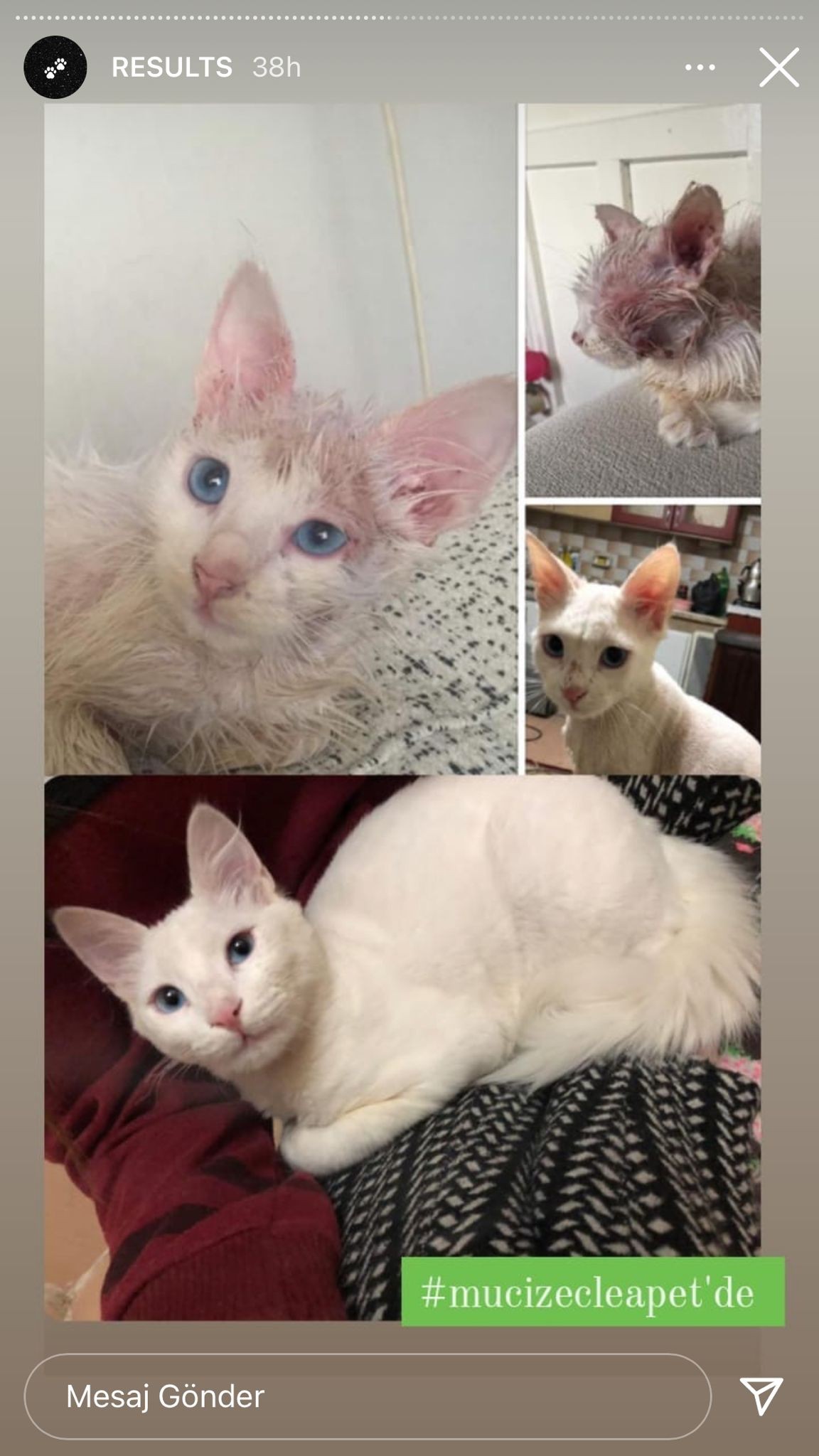 KEDİ MANTAR TEDAVİ SETİ