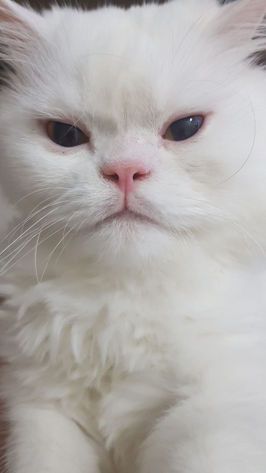 KEDİ MANTAR TEDAVİ SETİ