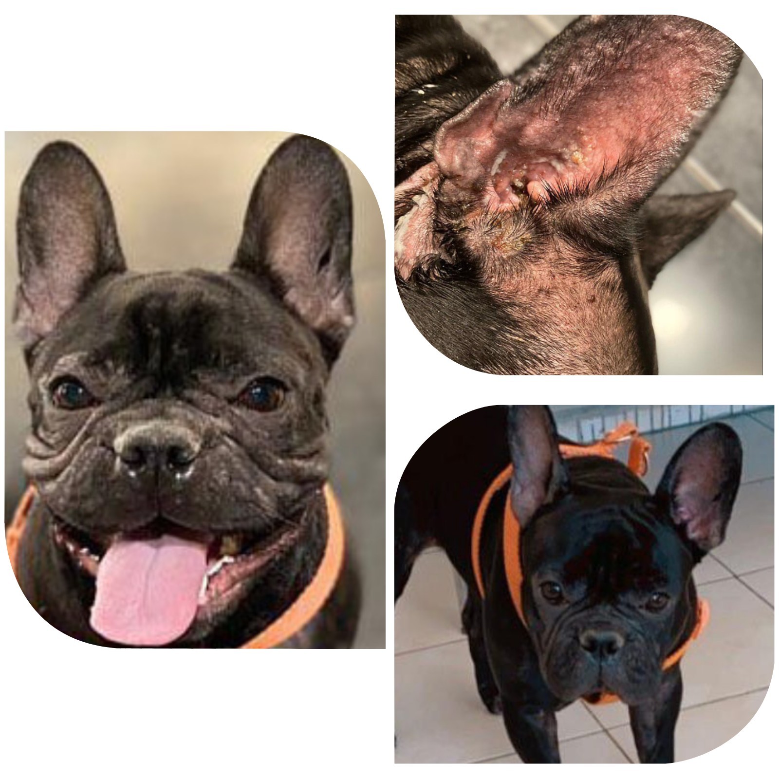 KÖPEK MANTAR TEDAVİ SETİ/ KÜÇÜK IRK