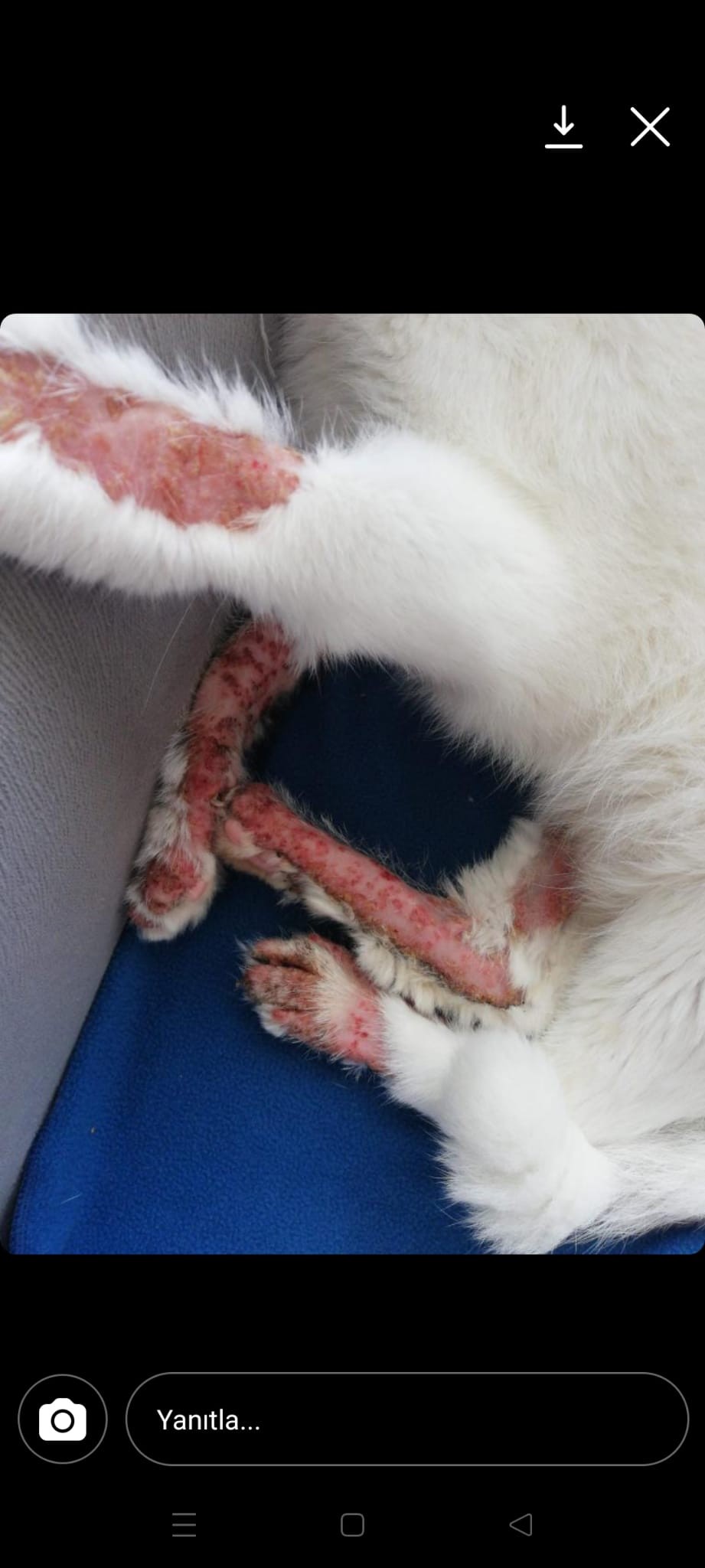 KEDİ MANTAR TEDAVİ SETİ