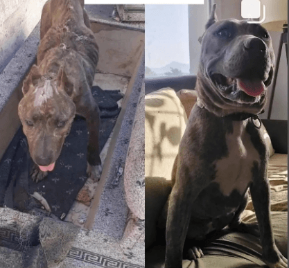 UYUZ TEDAVİ SETİ KÖPEK