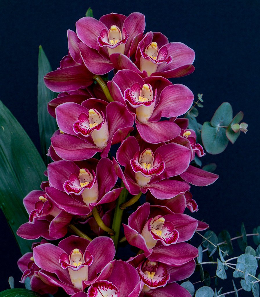 Orkide Çiçeği Ekstraktı