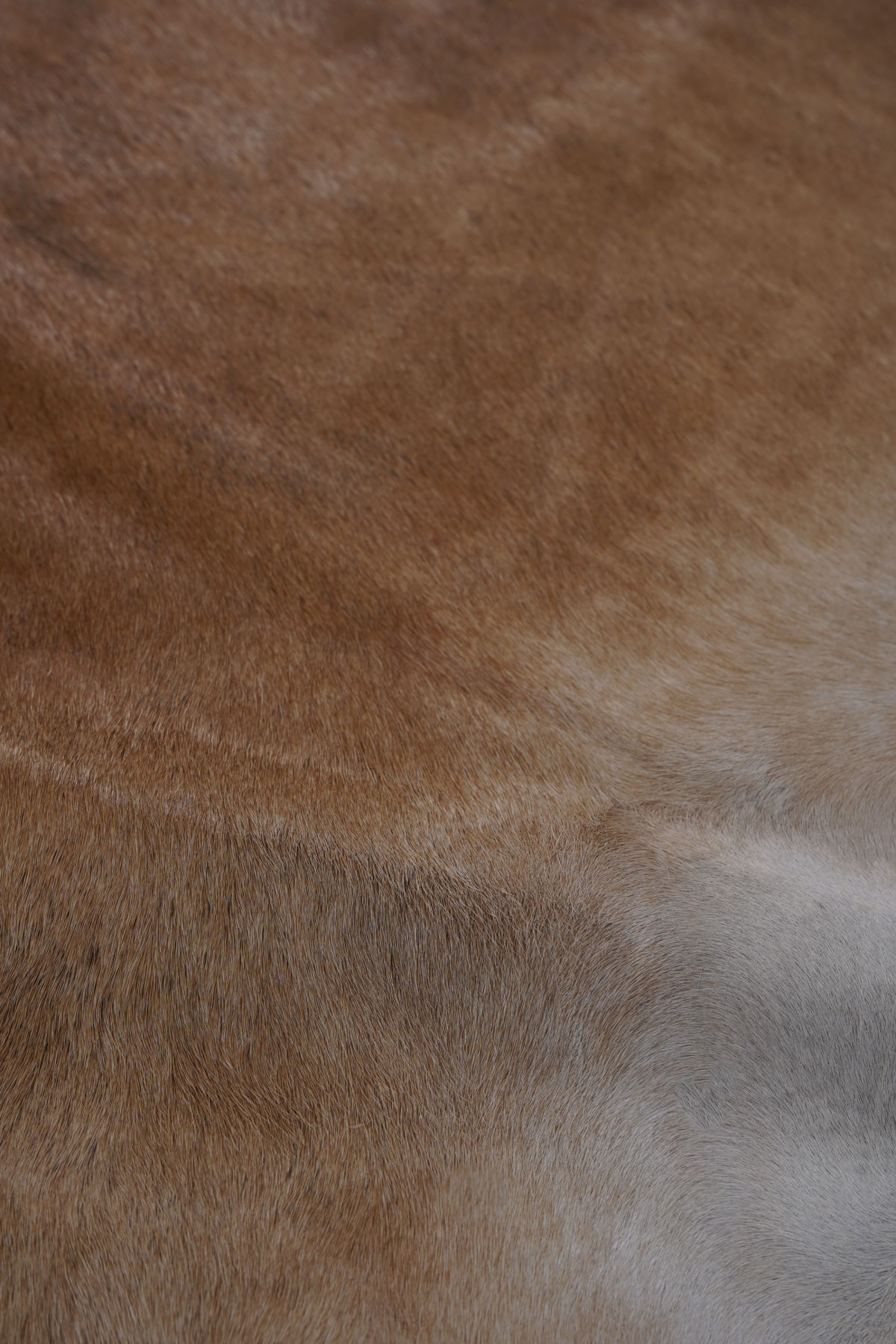 Buffalo Tgr Orjınal Kahverengi Naturel Deri Halı