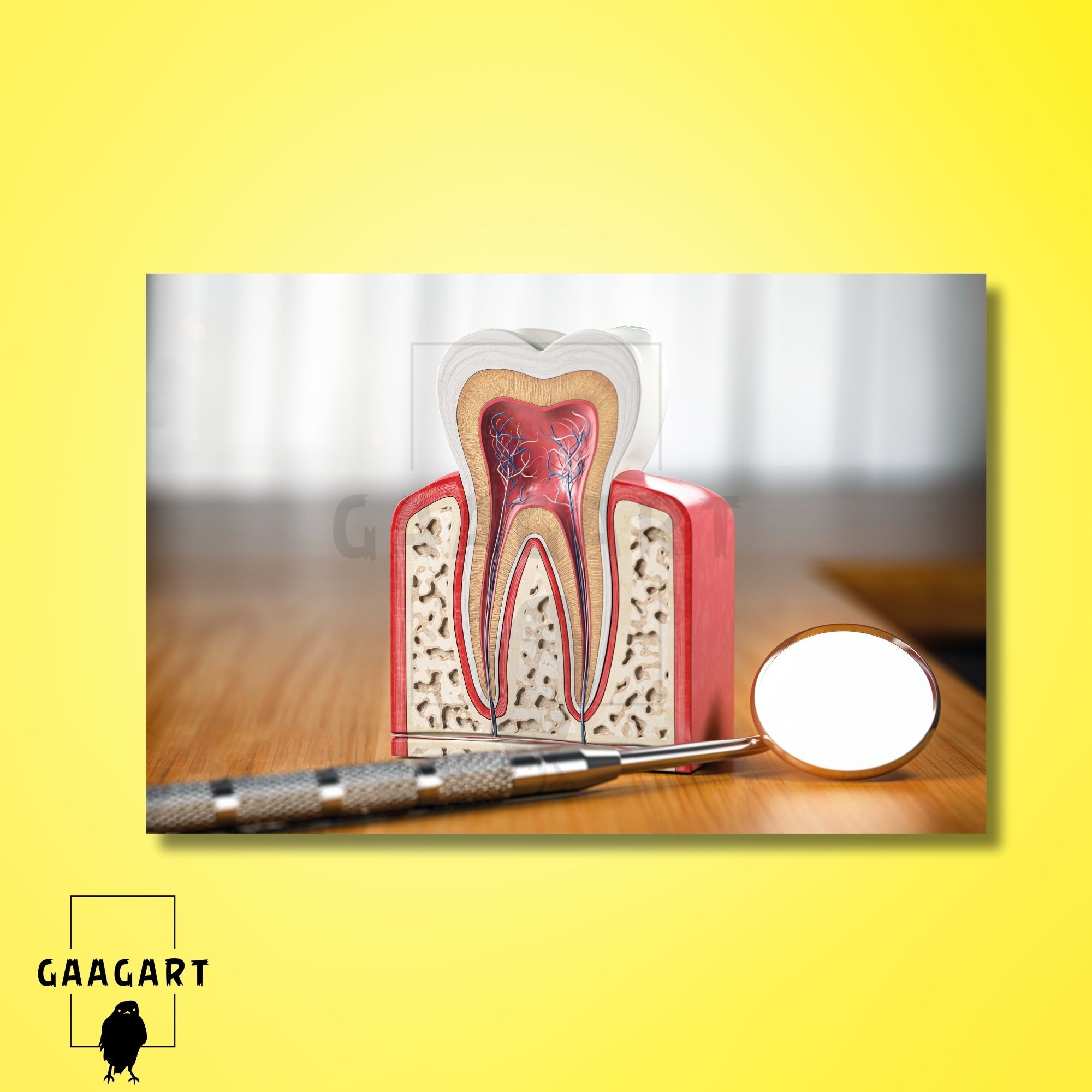Tekli Yatay Kanvas Diş Poliklinik Tablosu Diş Anatomisi