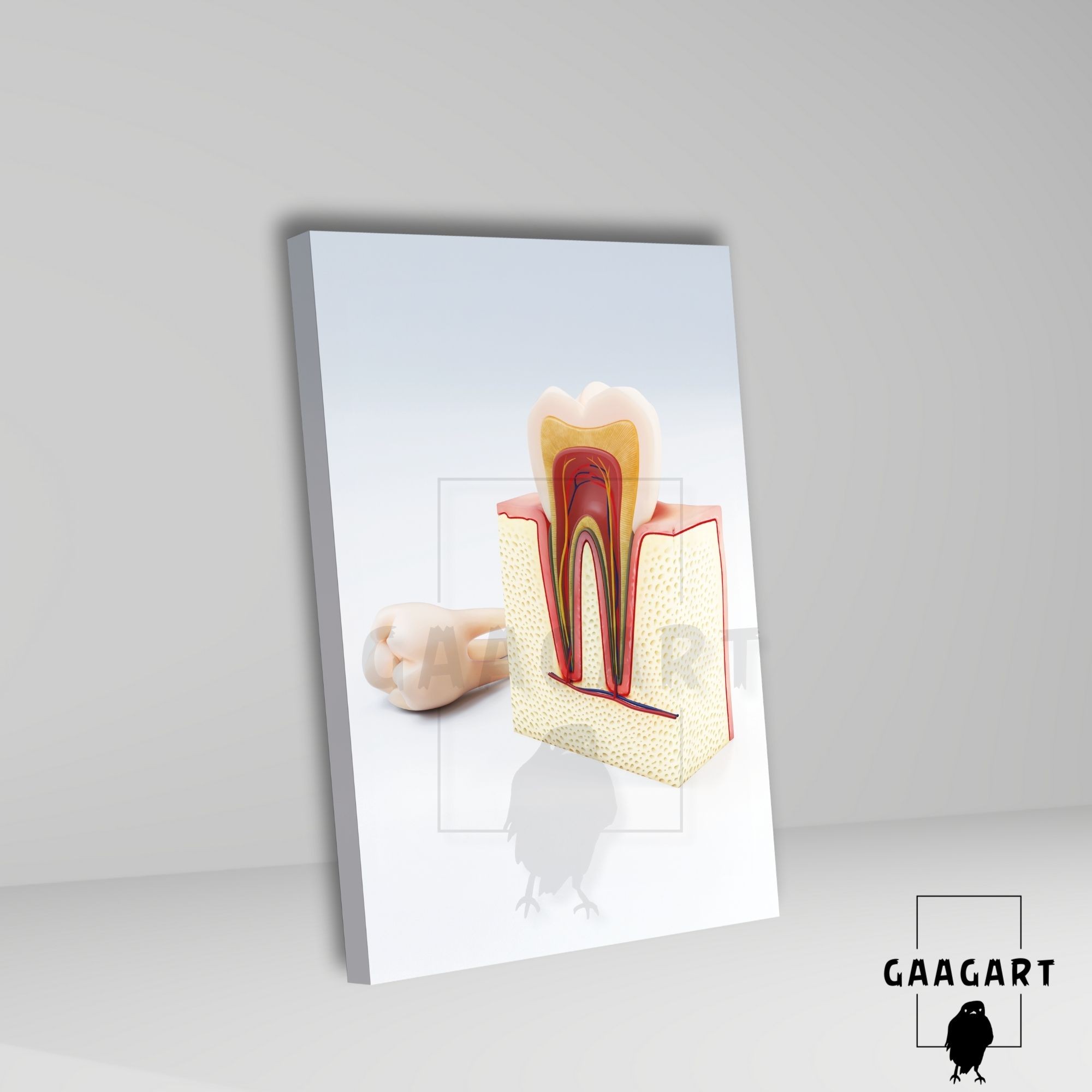 Tekli Dikey Kanvas Diş Poliklinik Tablosu Diş Anatomisi