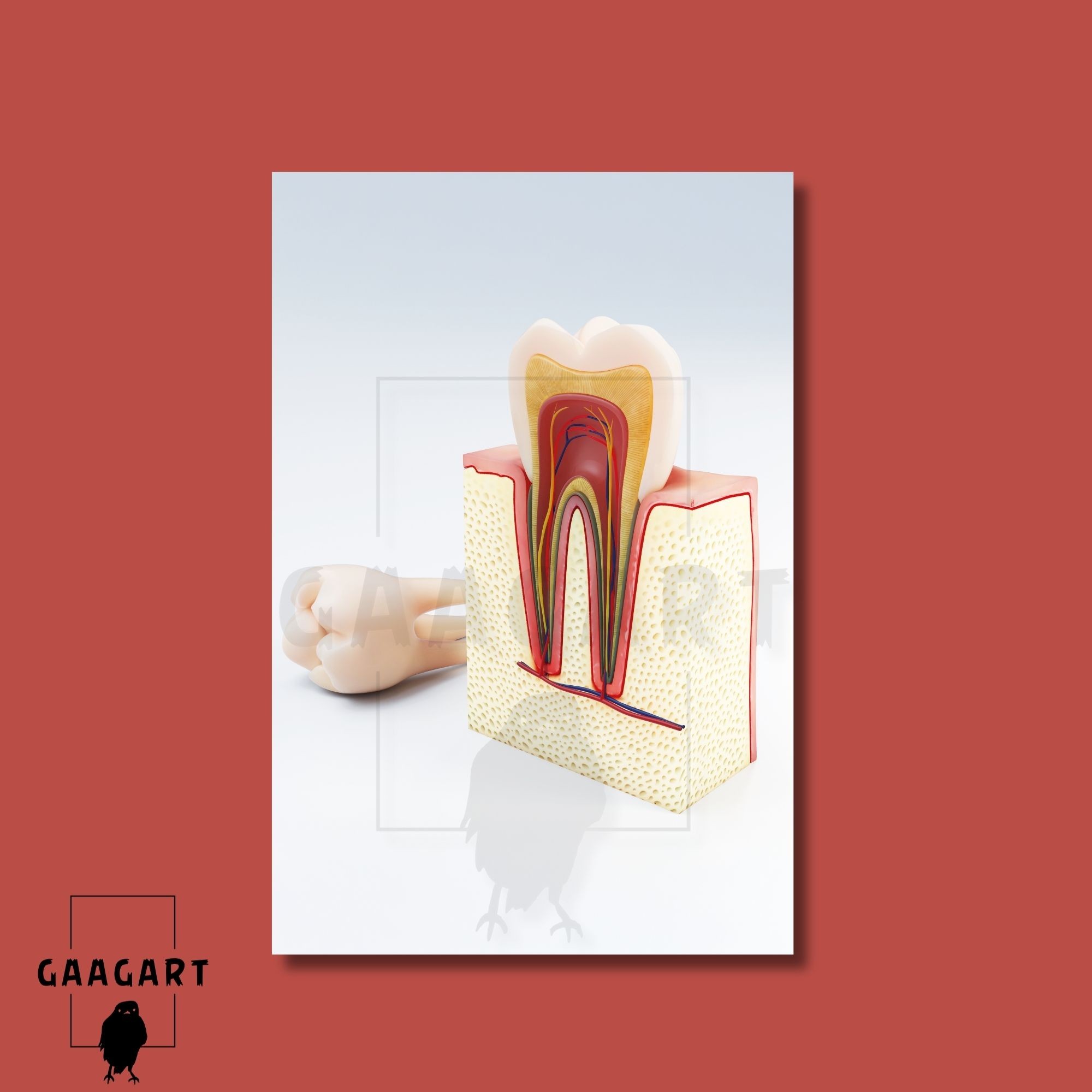 Tekli Dikey Kanvas Diş Poliklinik Tablosu Diş Anatomisi