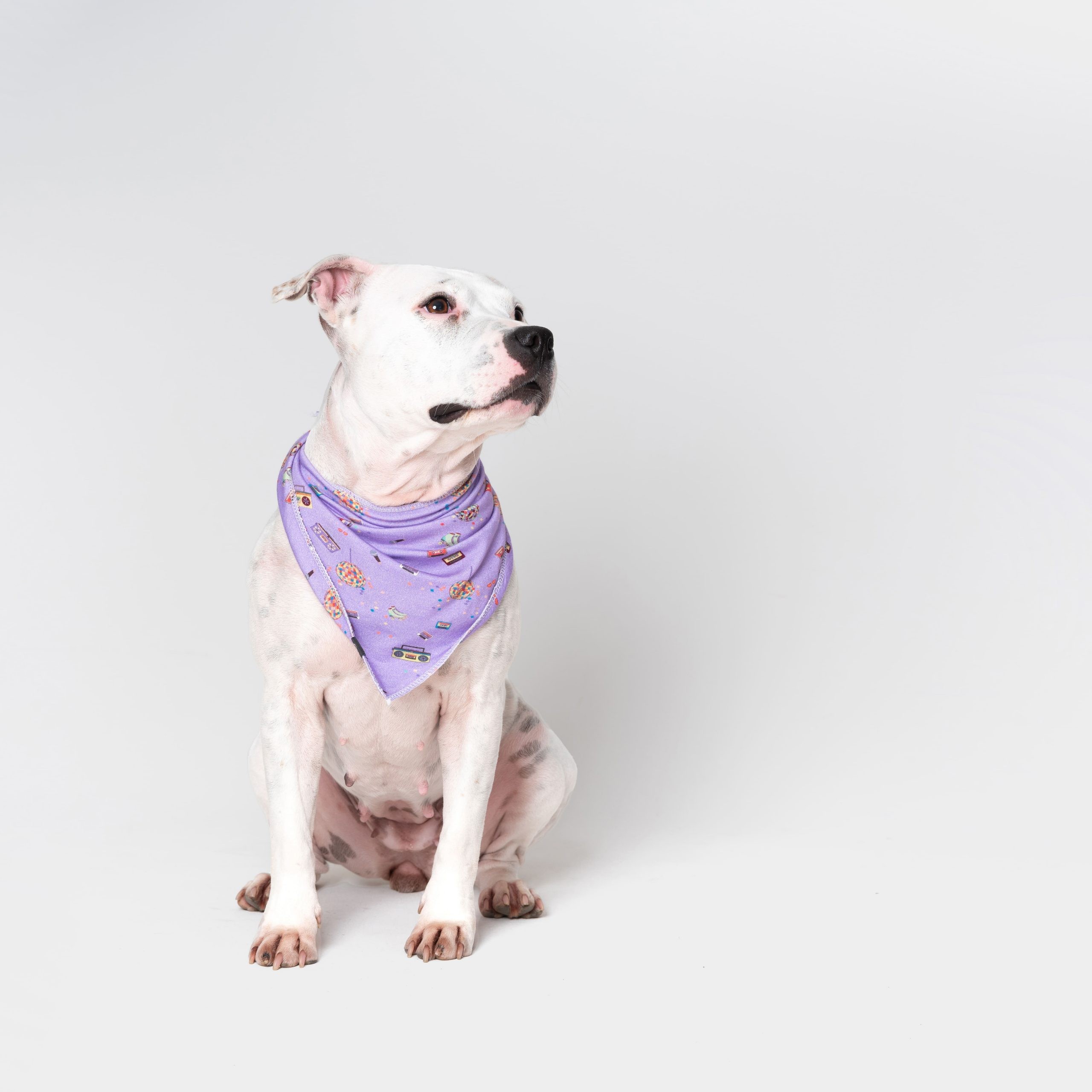 Retro Disco Pet
