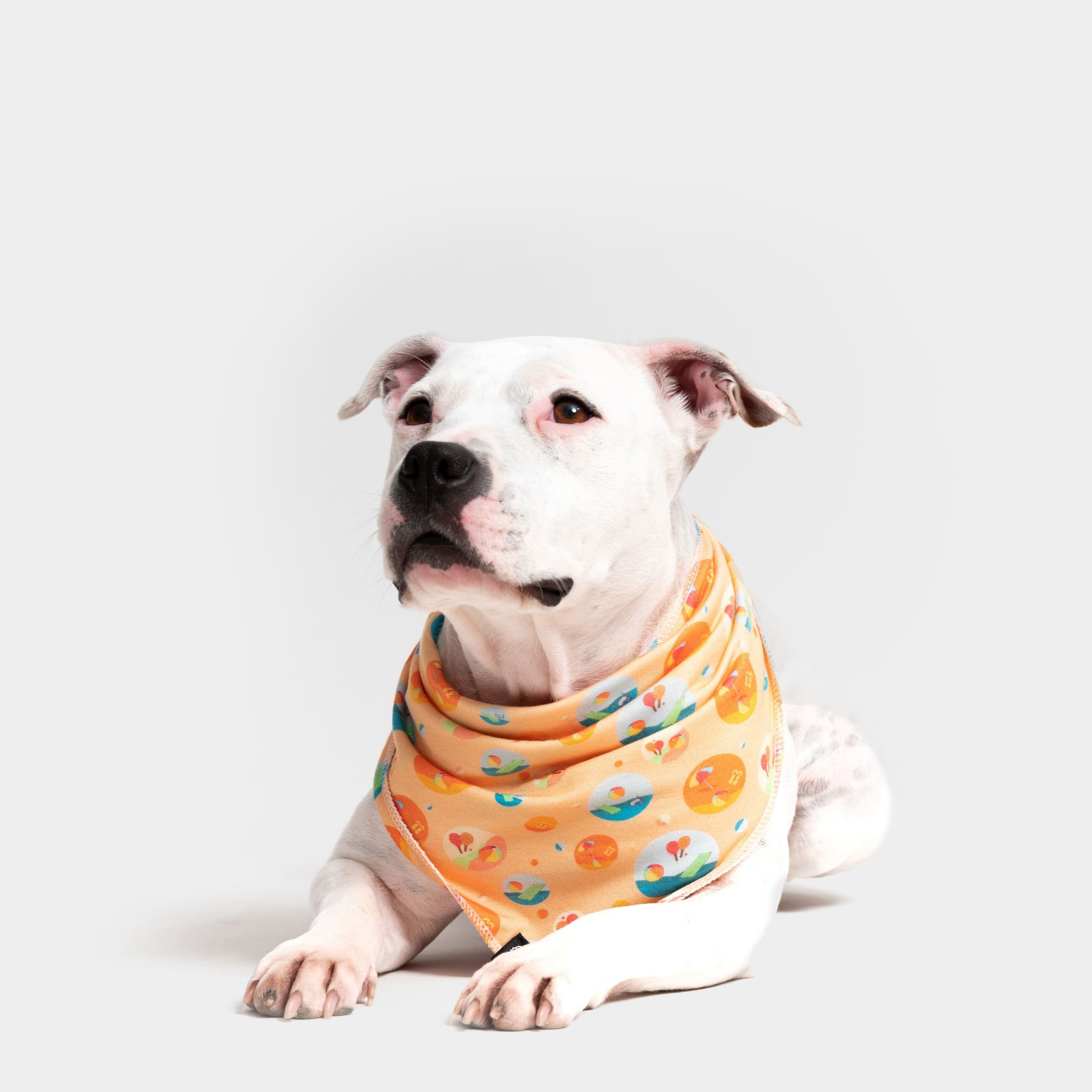 Beach Please Pet