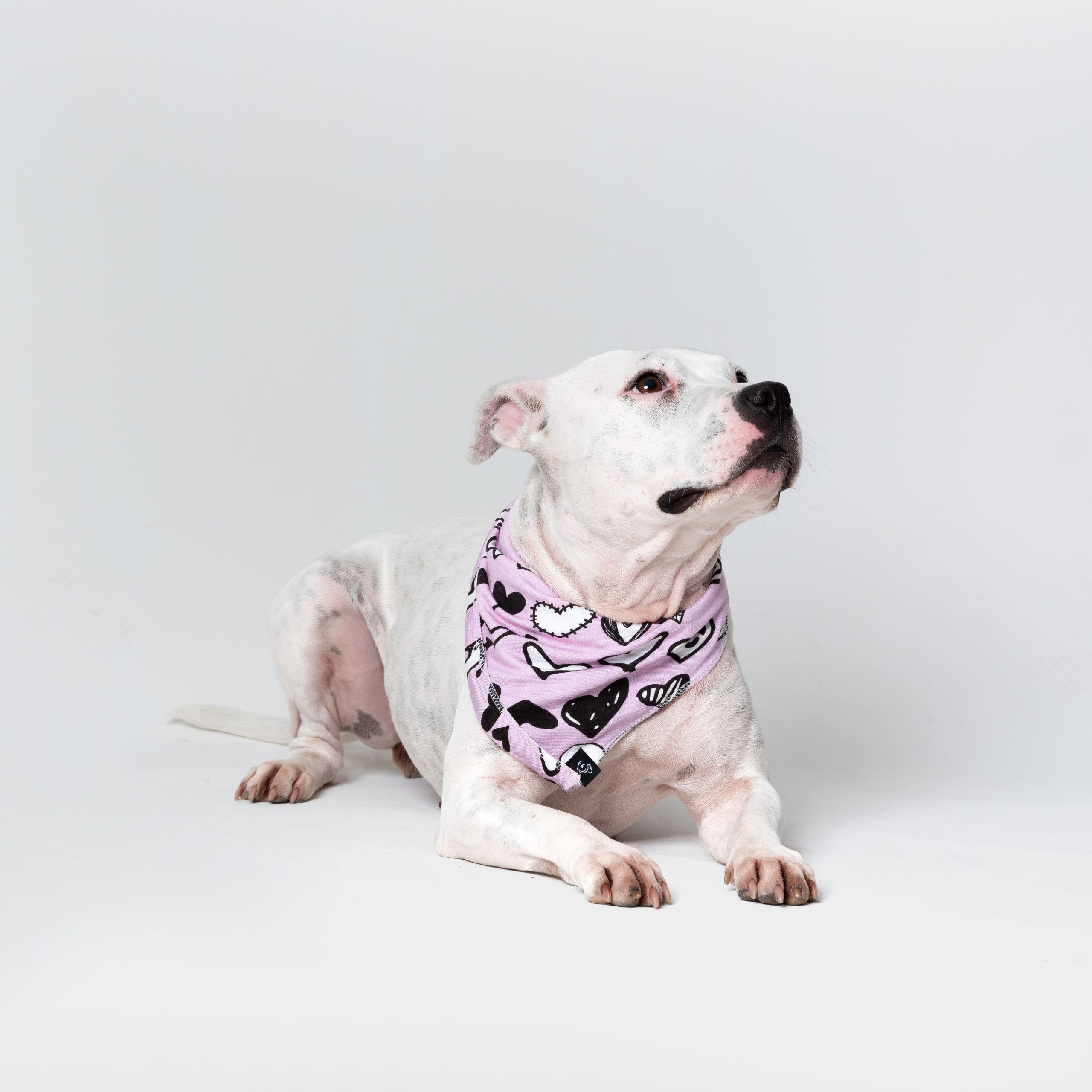 Love Wins Pet