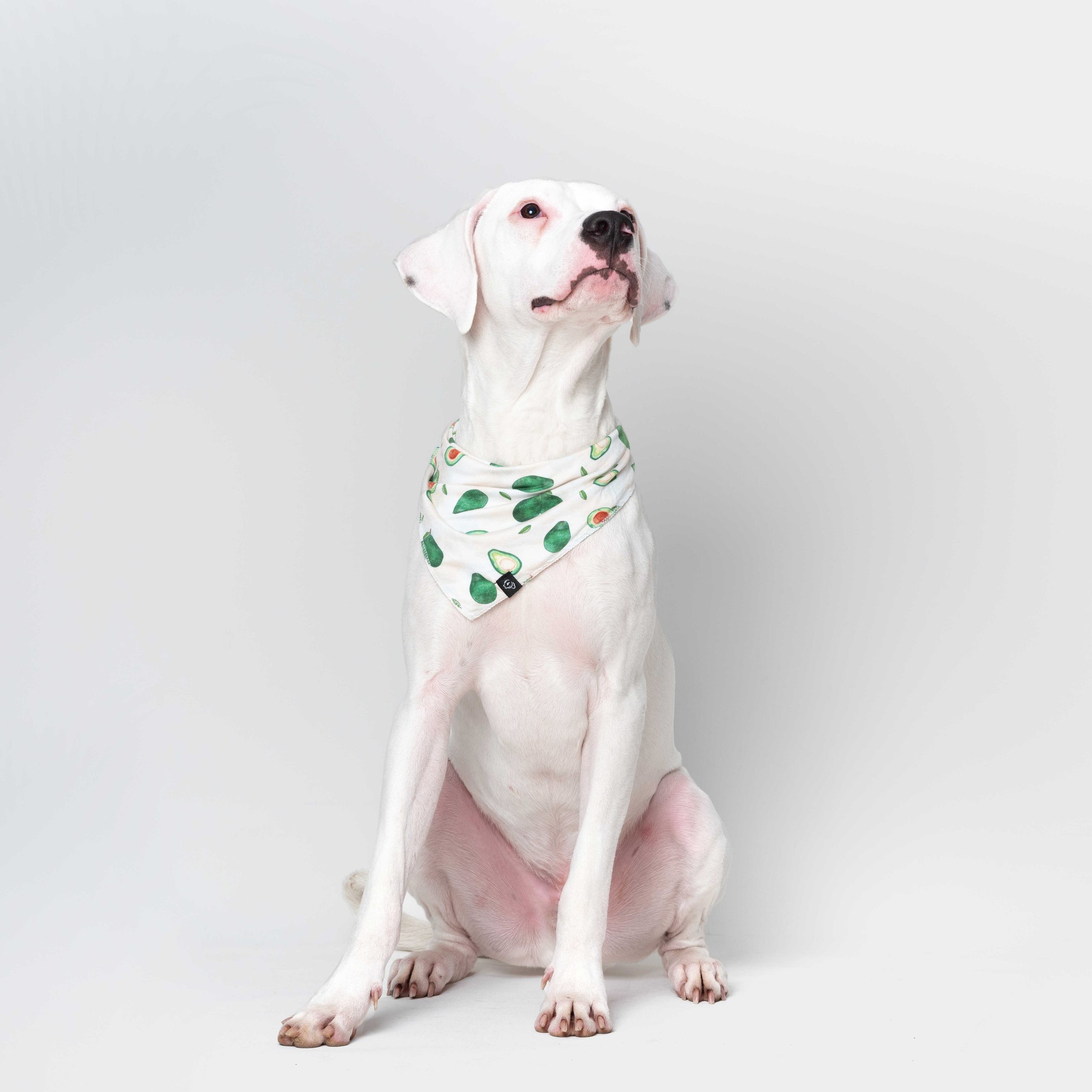 AvocaDo It Pet