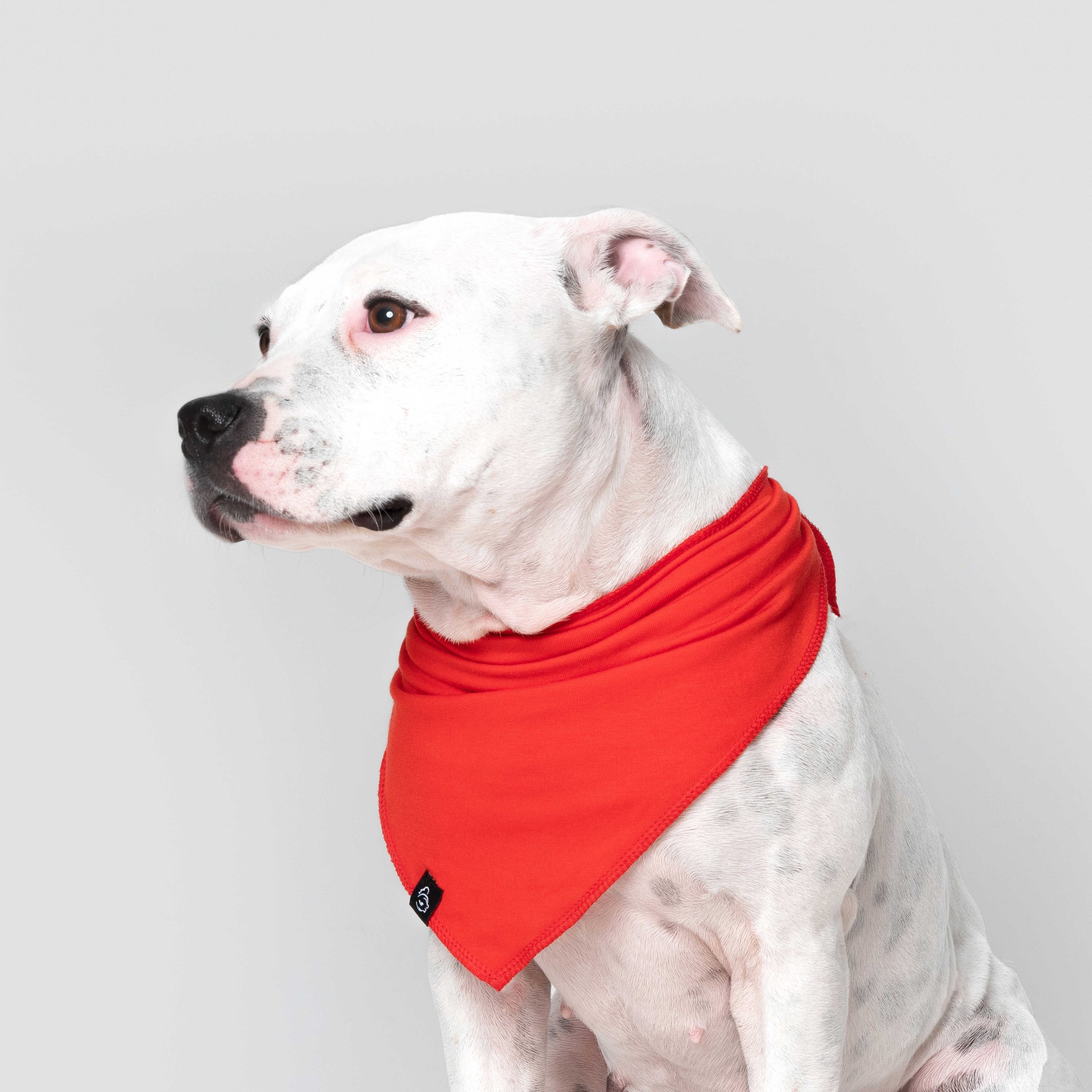 Redlight Pet