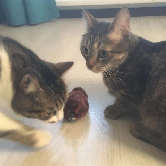 OLLEVRA Kurmalı Kedi Eğitim Oyuncağı Tüylü Peluş Fare Tutma İnteraktif Sevimli Eğlenceli Oyuncak