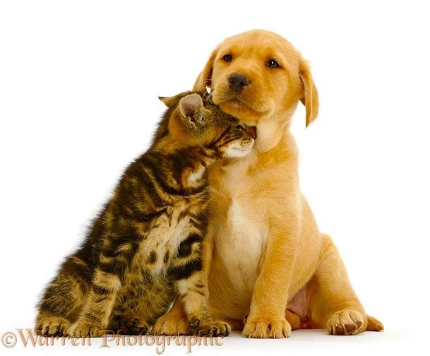 Popüler Kedi ve Köpek İsimleri
