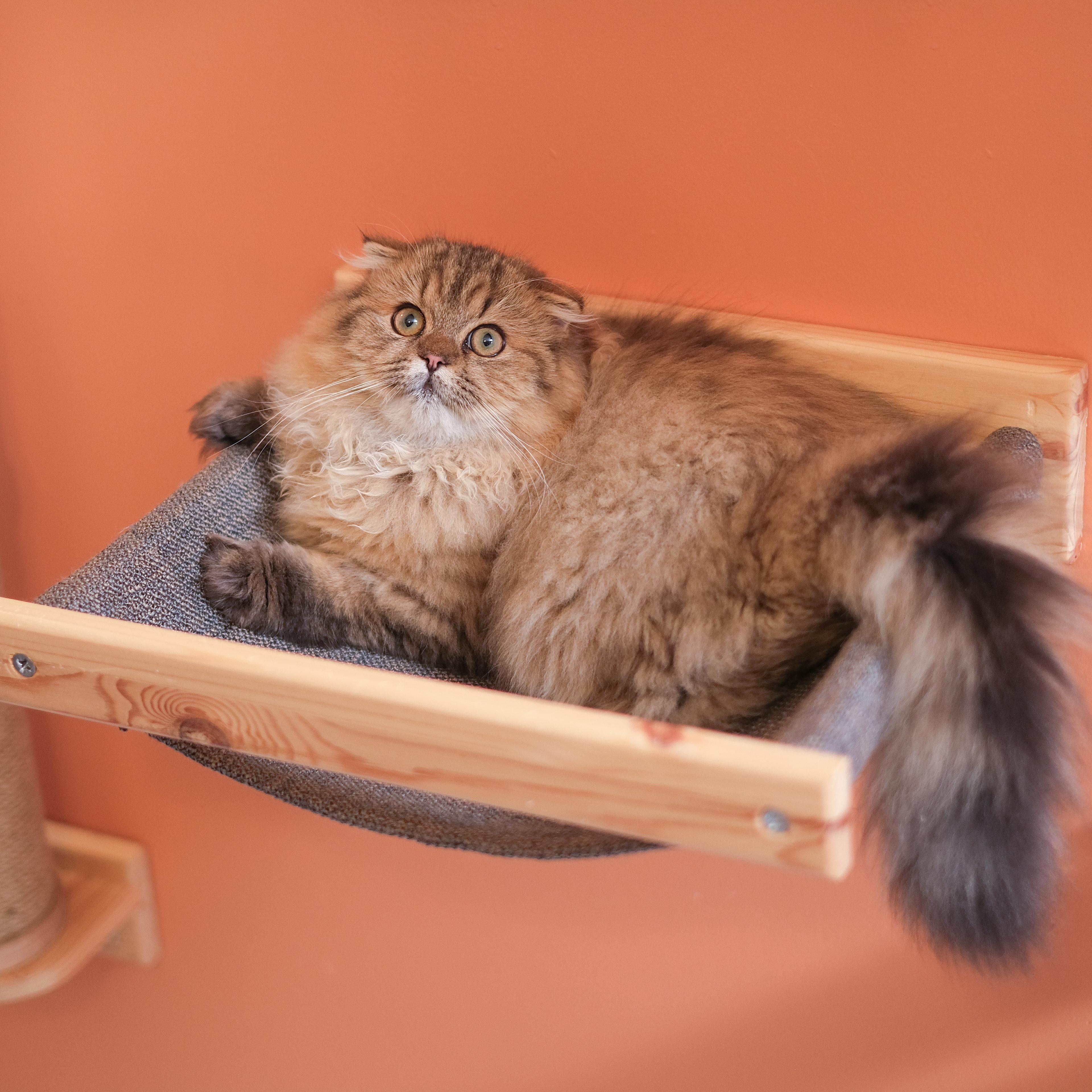KEDİPARKUR SET - Duvara Monte Kedi Oyun Alanı - 10 Parça