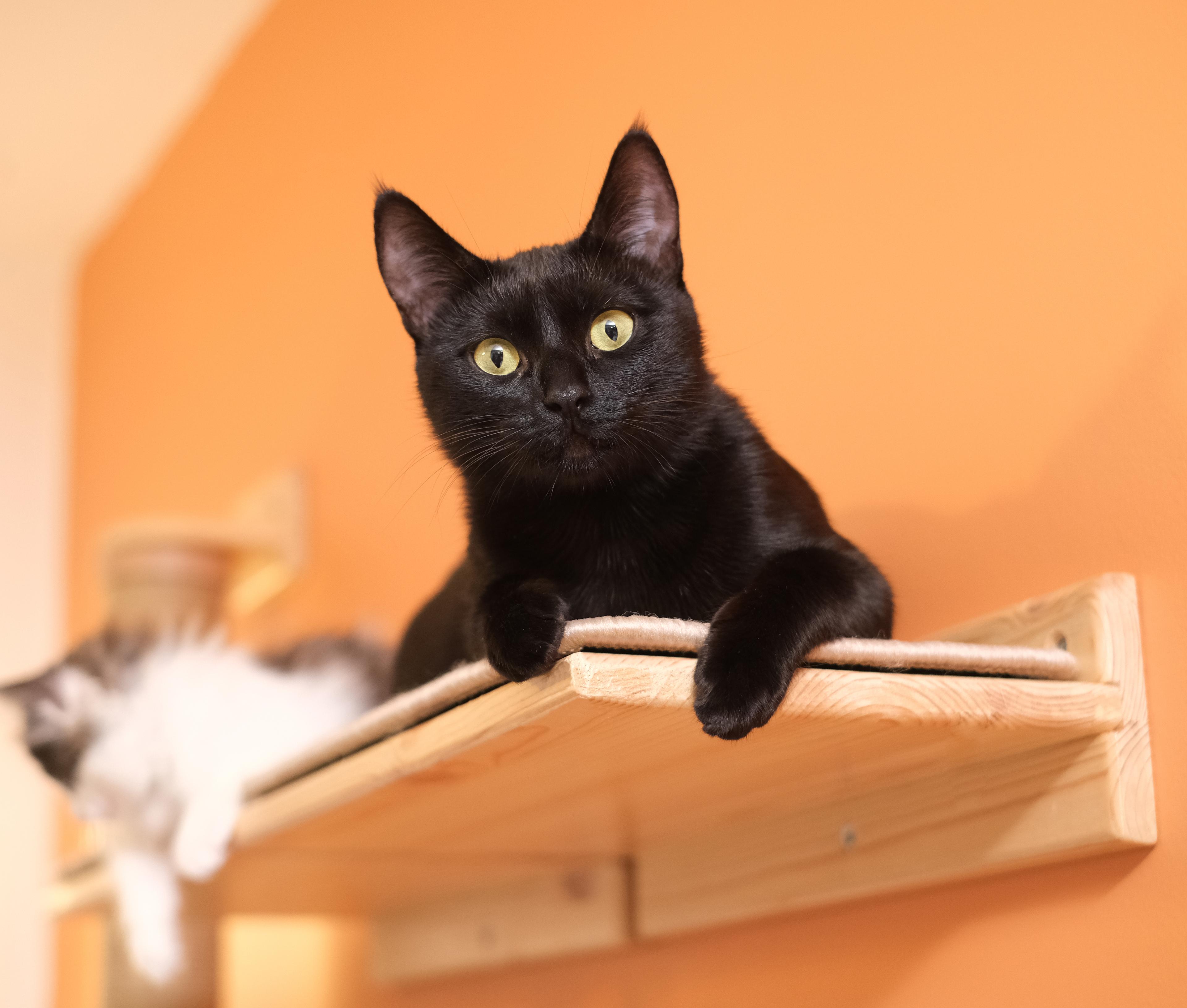 KEDİPARKUR SET - Duvara Monte Kedi Oyun Alanı - 10 Parça