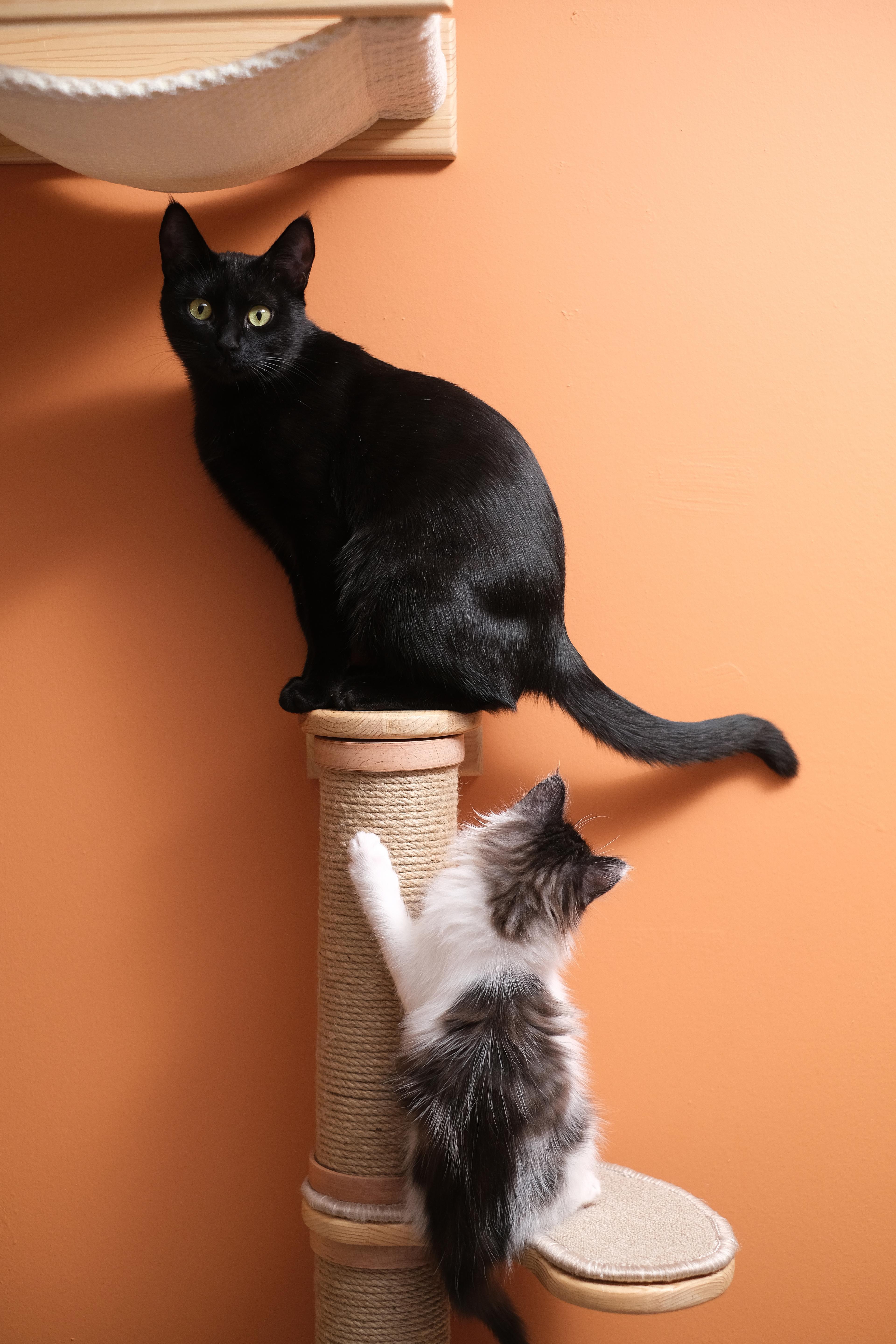 KEDİPARKUR SET - Duvara Monte Kedi Oyun Alanı - 10 Parça